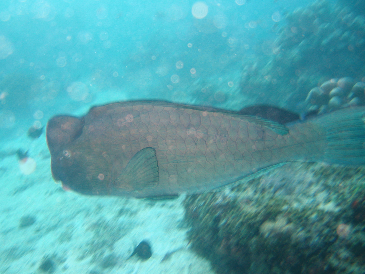 Sipadan 06 - bumphead parrotfish