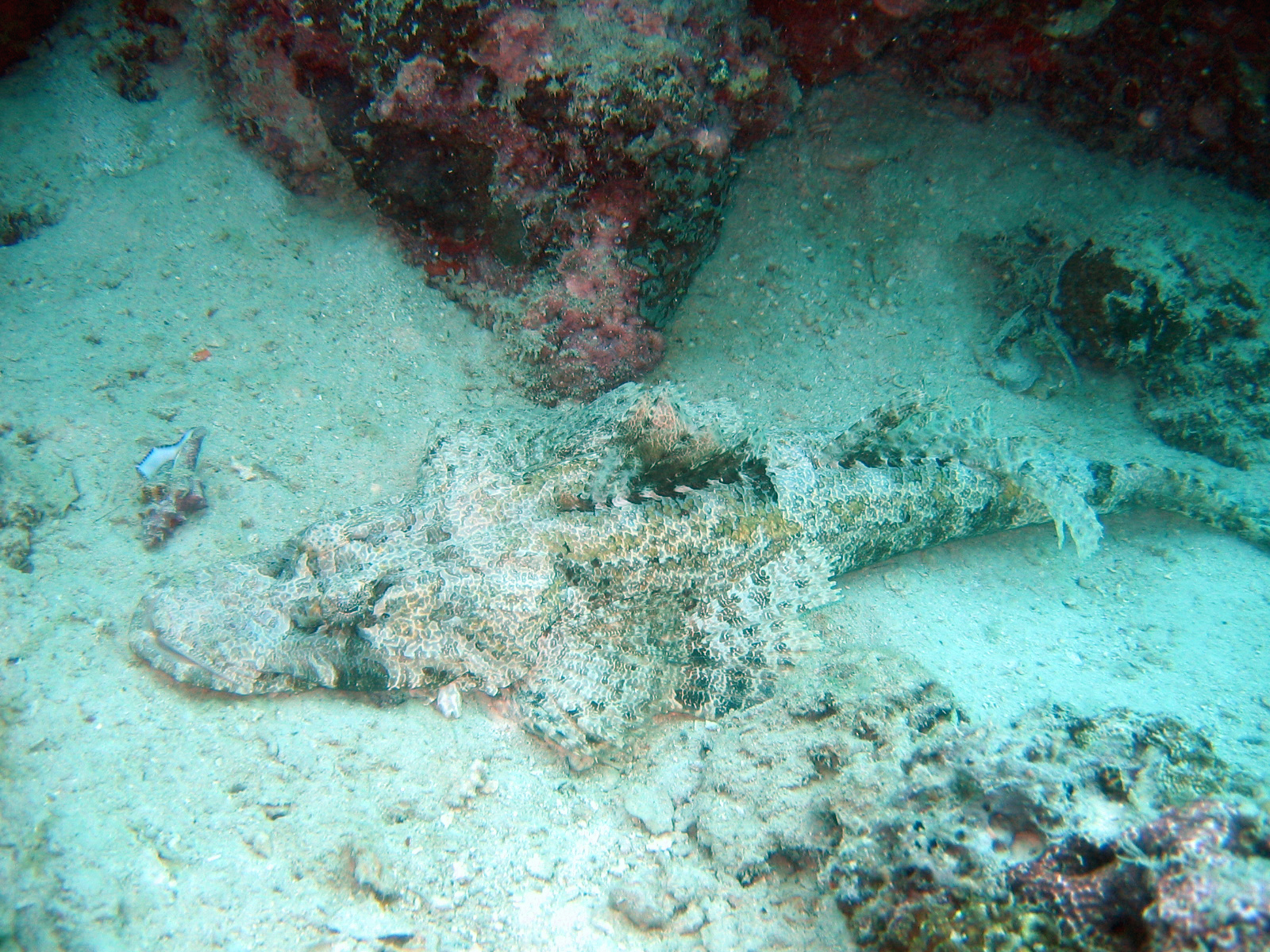 Sipadan 06 - Crocodilefish