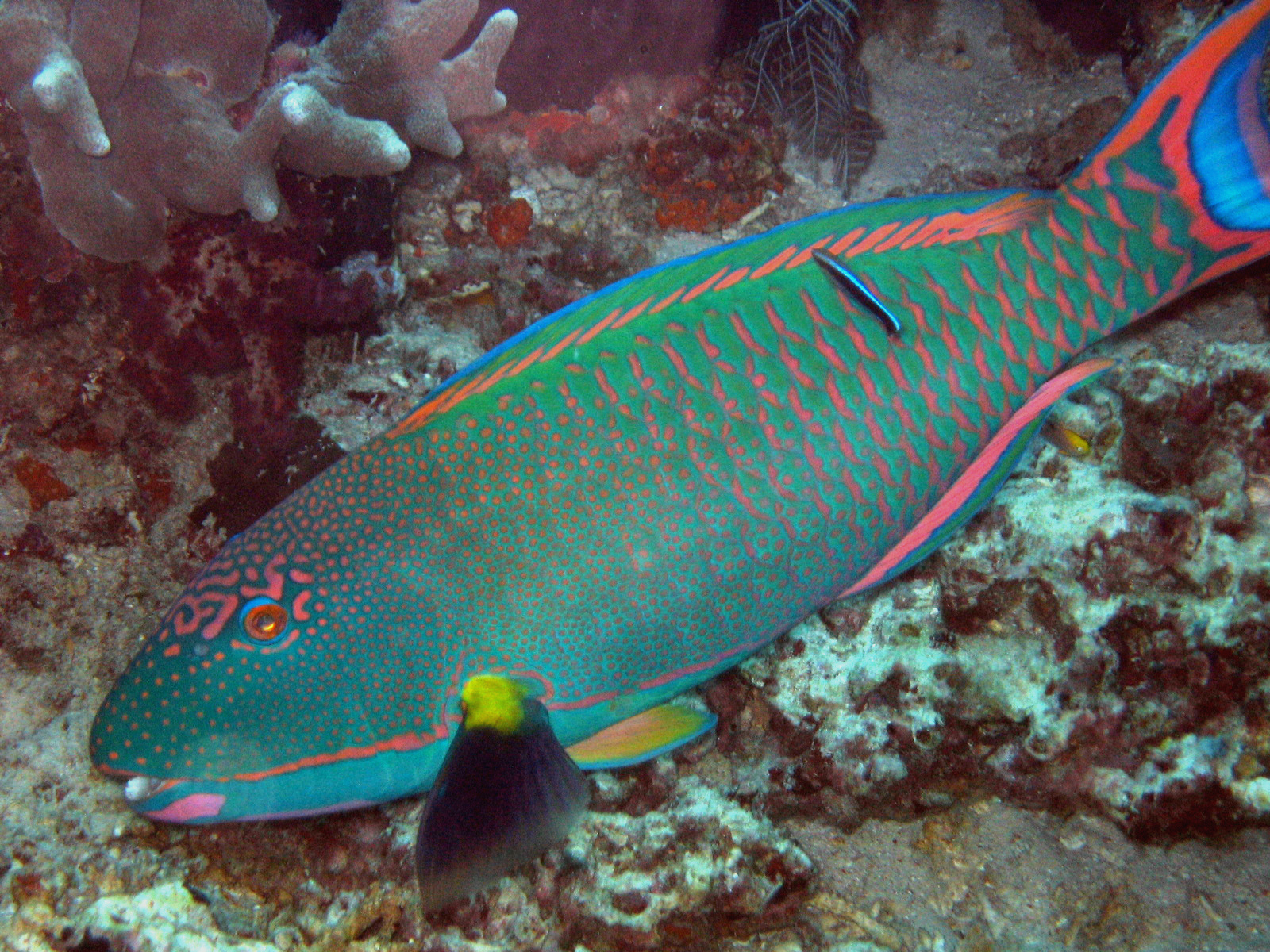 Sipadan 06 - parrotfish
