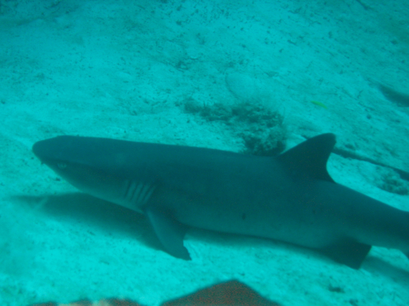 Sipadan 06 - shark rest