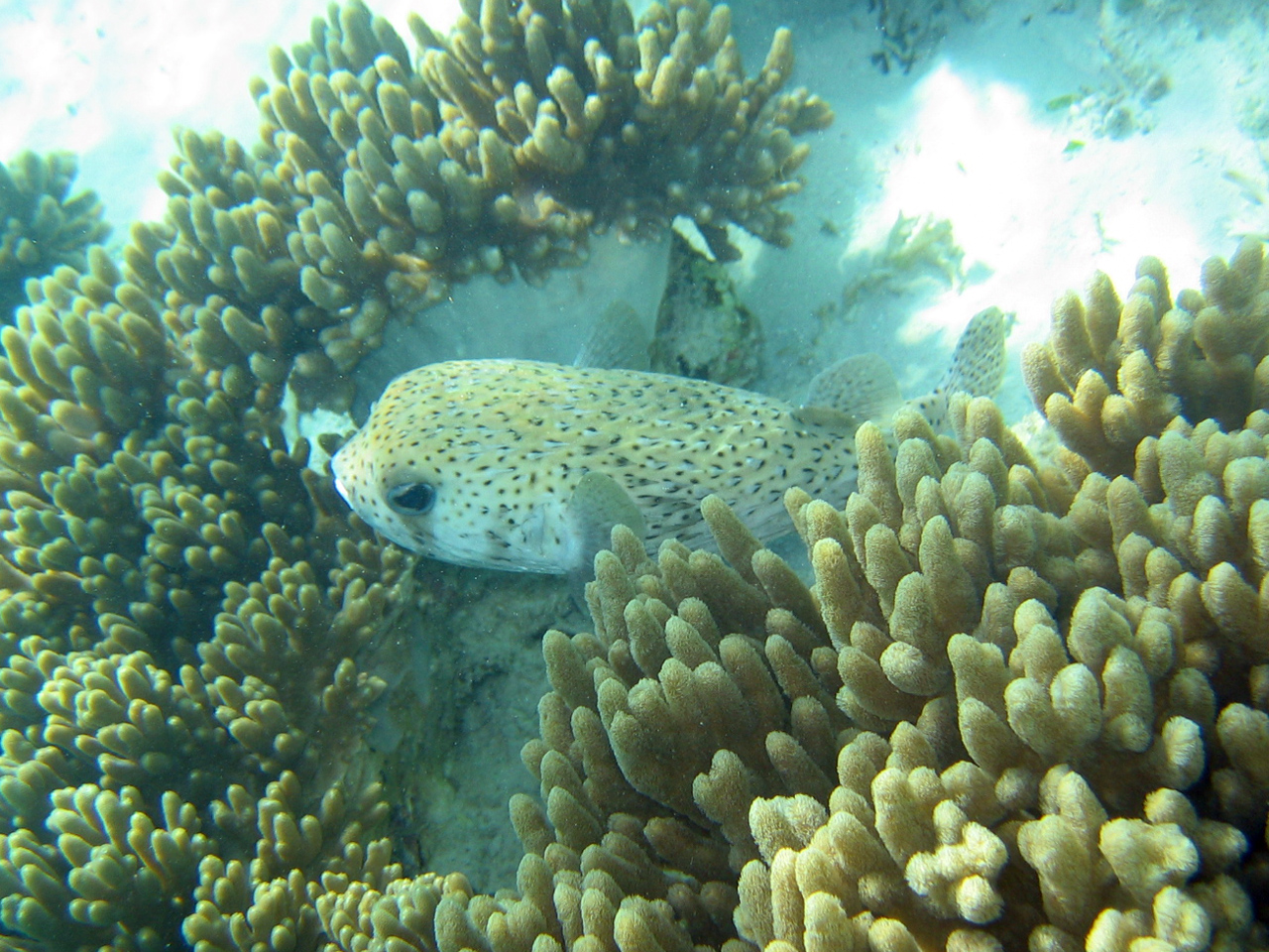 Sipadan 06 - Snorkelling puffer