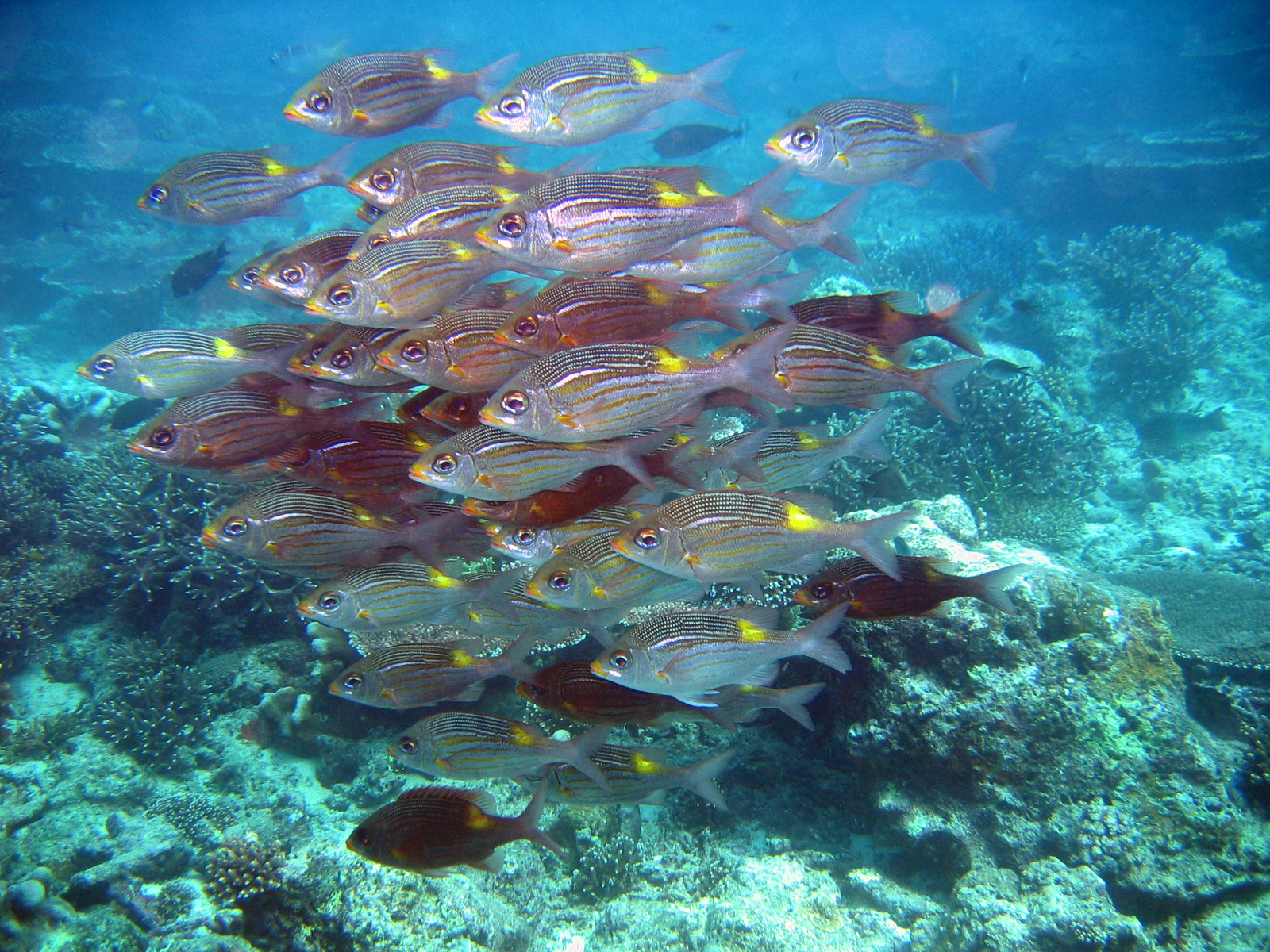 Sipadan 2006