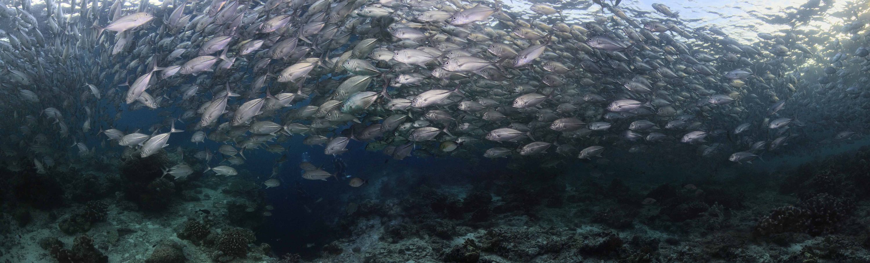 Sipadan 2011