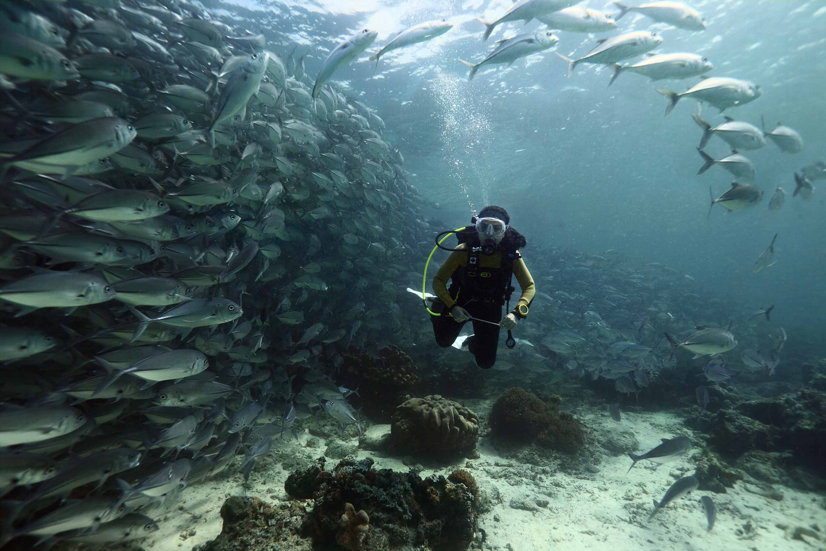 Sipadan 2011