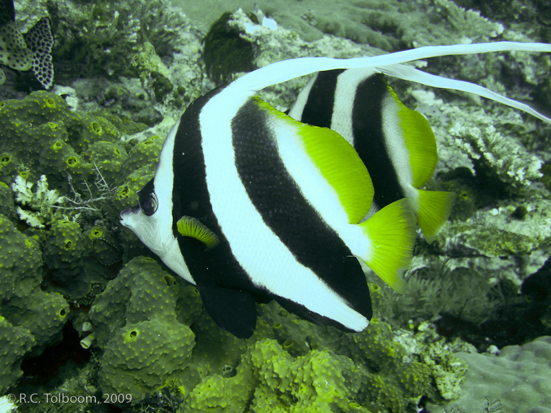 Sipadan and Mabul diving