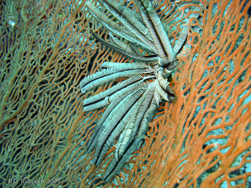 Sipadan and Mabul diving