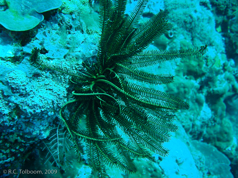 Sipadan and Mabul diving