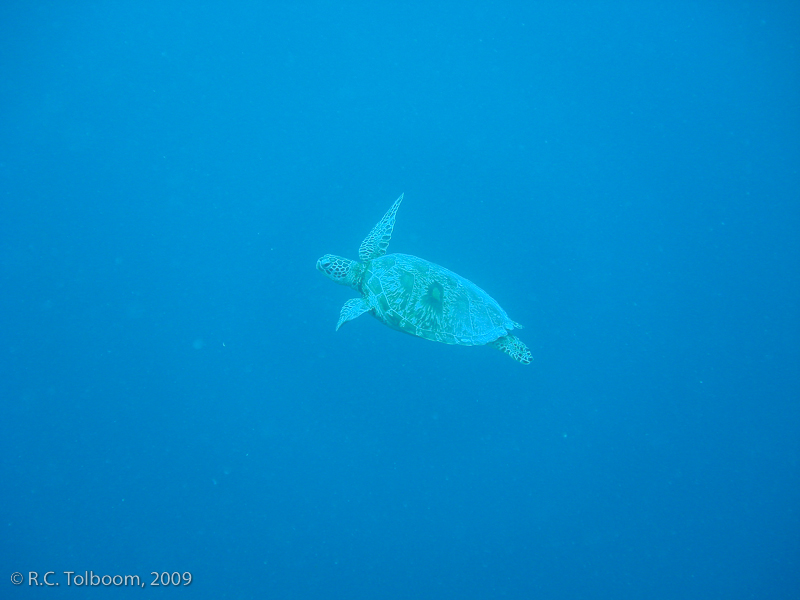 Sipadan and Mabul diving