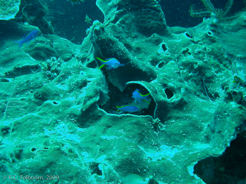 Sipadan and Mabul diving