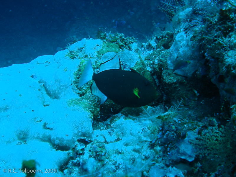 Sipadan and Mabul diving