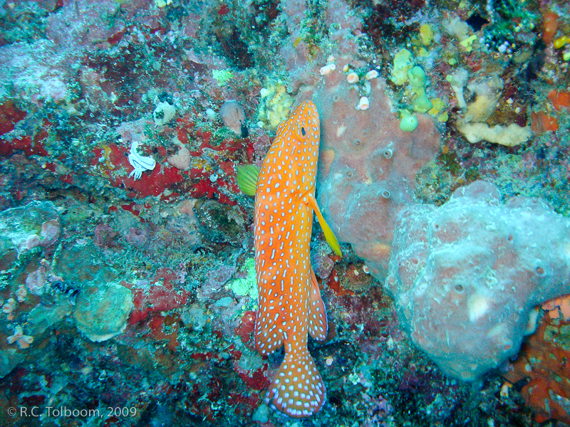 Sipadan and Mabul diving