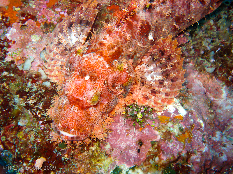 Sipadan and Mabul diving