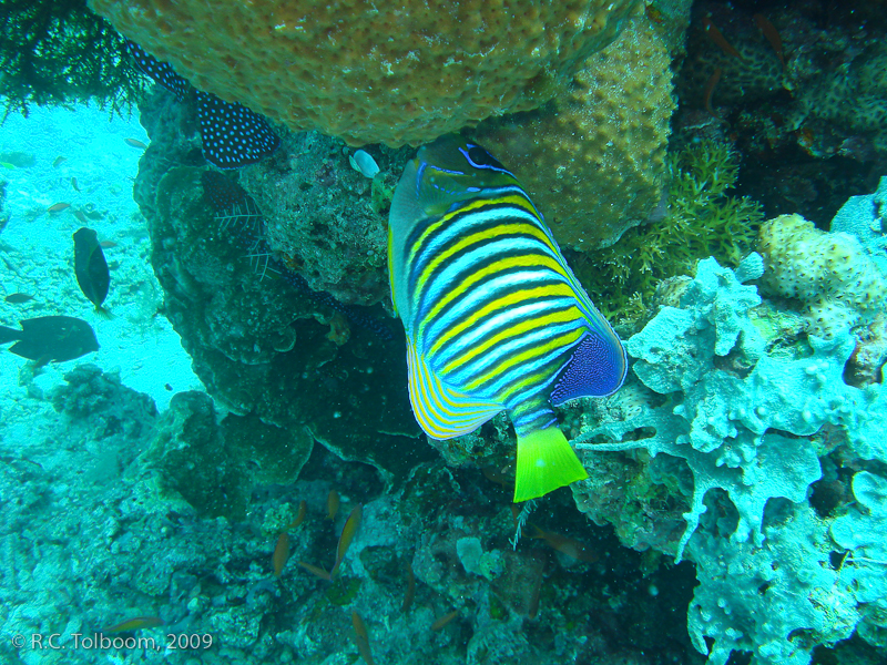 Sipadan and Mabul diving