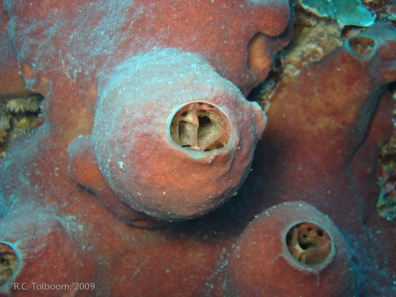 Sipadan and Mabul diving