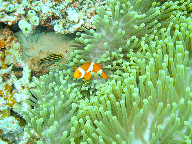 Sipadan and Mabul diving