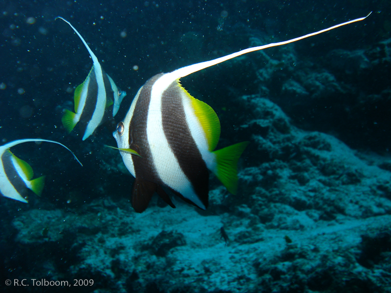 Sipadan and Mabul diving