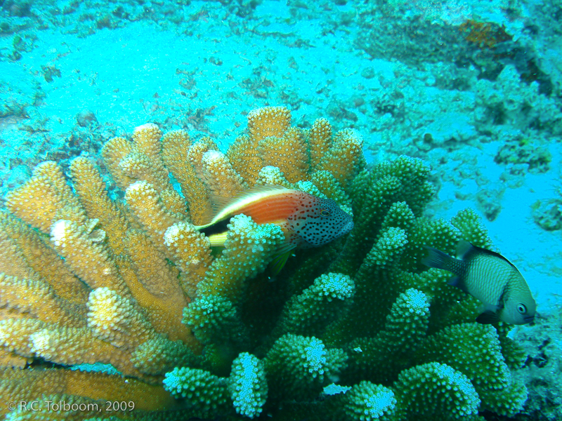 Sipadan and Mabul diving