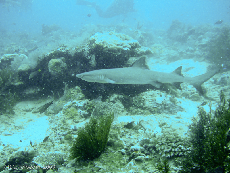 Sipadan and Mabul diving