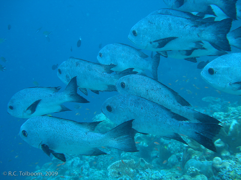 Sipadan and Mabul diving