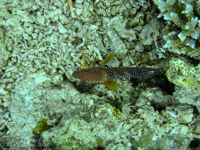 Sipadan and Mabul diving