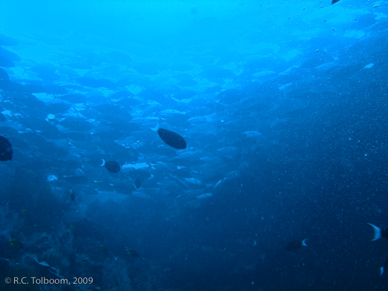 Sipadan and Mabul diving