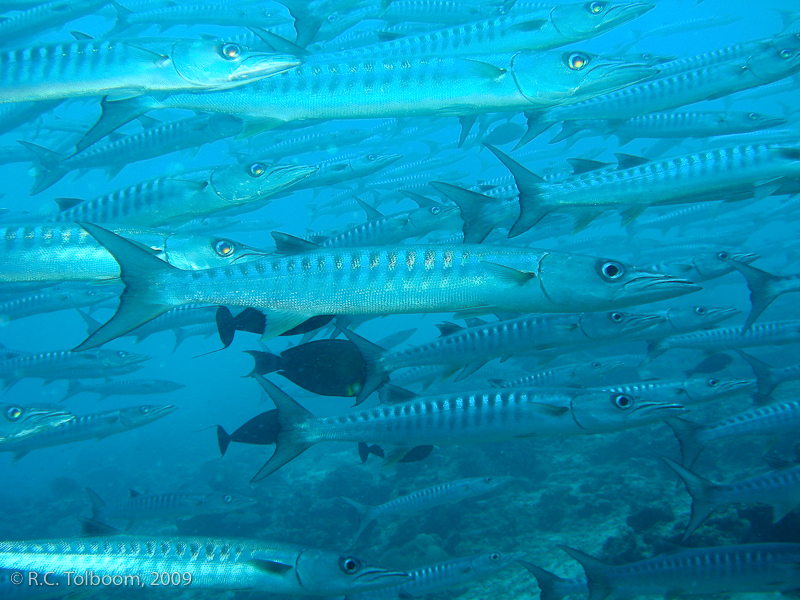 Sipadan and Mabul diving