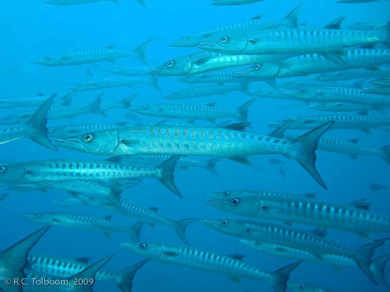 Sipadan and Mabul diving