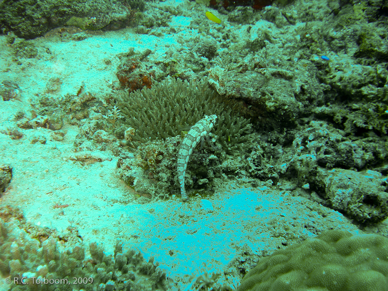 Sipadan and Mabul diving