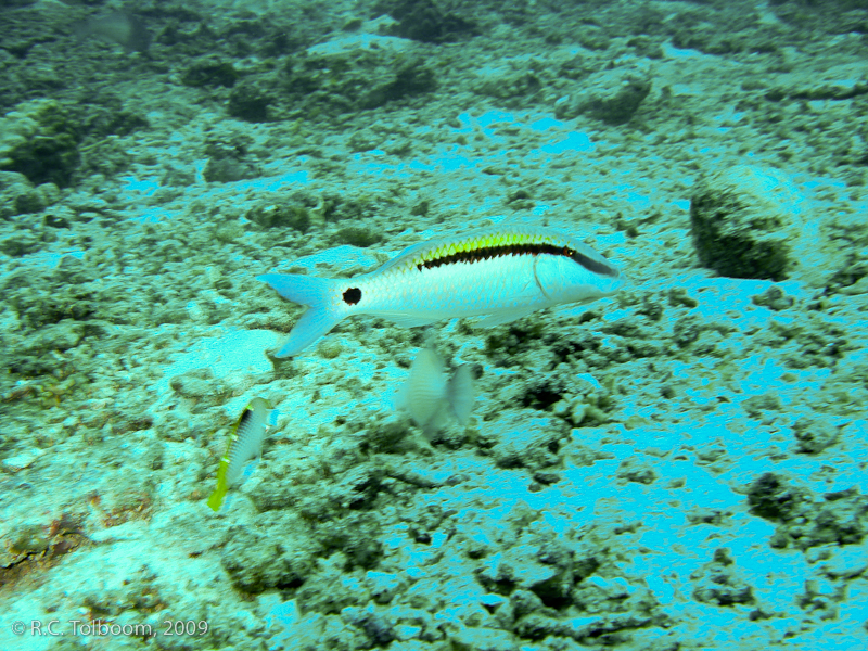 Sipadan and Mabul diving