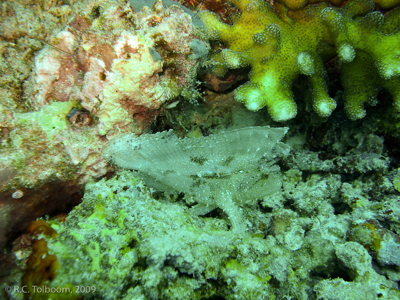 Sipadan and Mabul diving