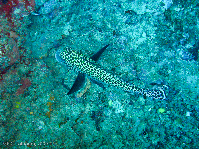 Sipadan and Mabul diving