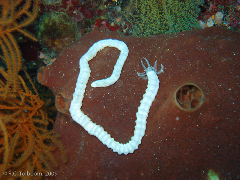 Sipadan and Mabul diving