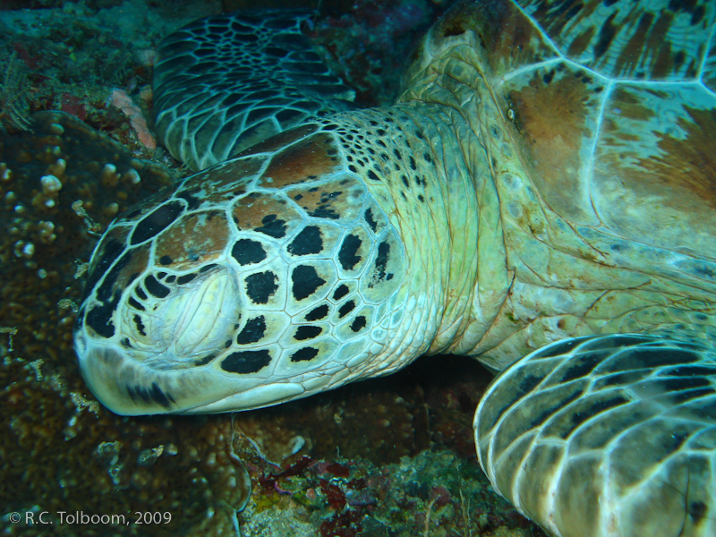 Sipadan and Mabul diving