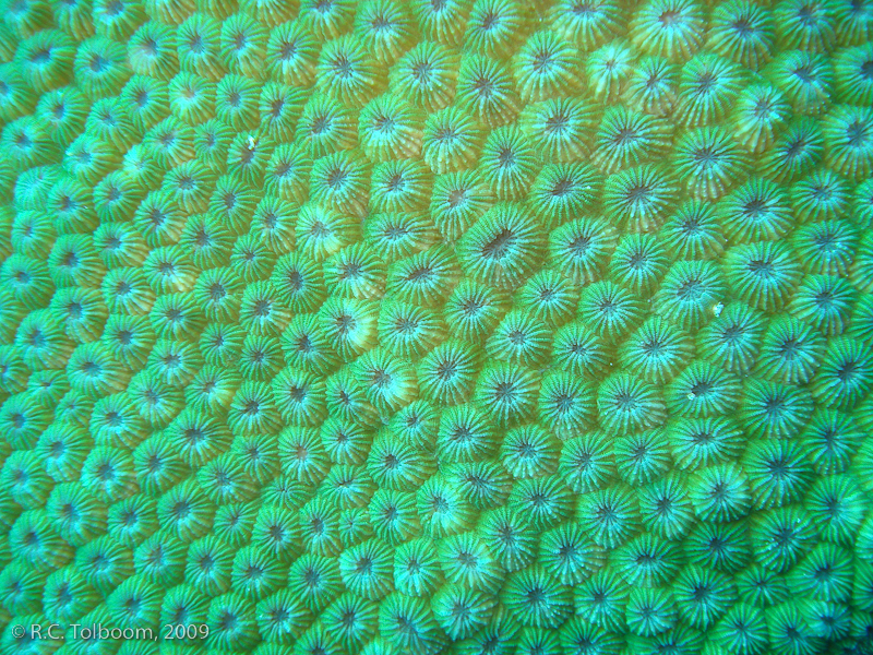 Sipadan and Mabul diving