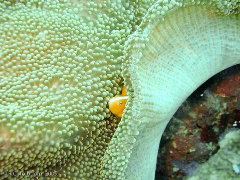 Sipadan and Mabul diving