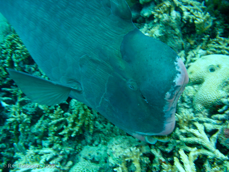 Sipadan and Mabul diving