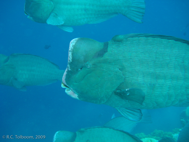 Sipadan and Mabul diving