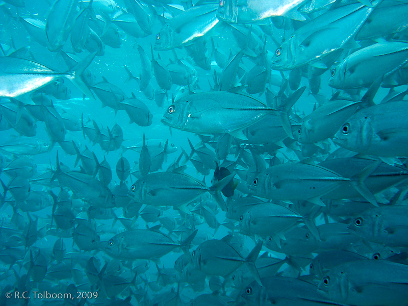 Sipadan and Mabul diving