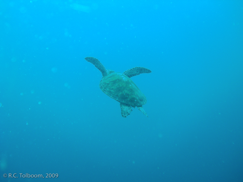 Sipadan and Mabul diving