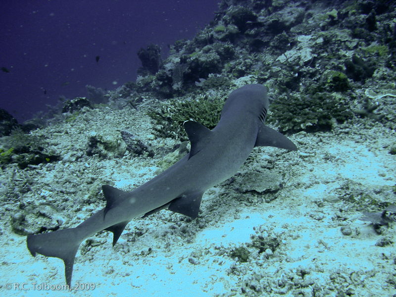 Sipadan and Mabul diving