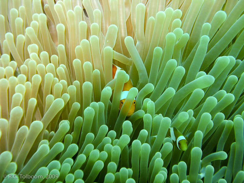 Sipadan and Mabul diving