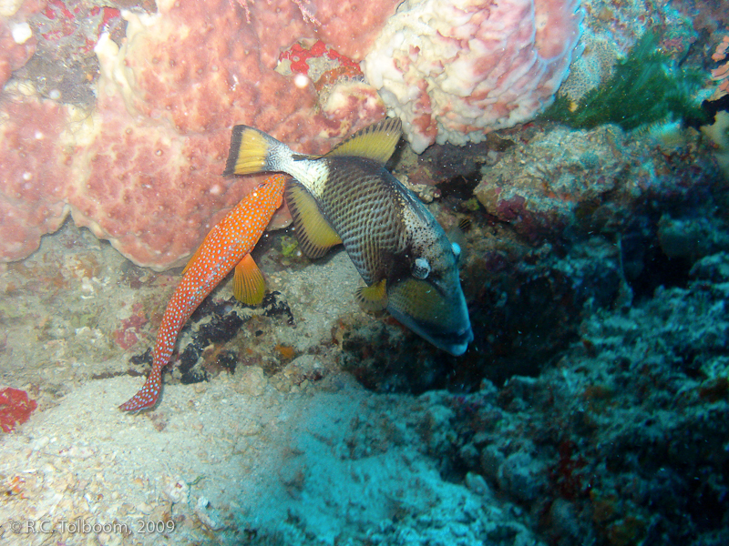 Sipadan and Mabul diving