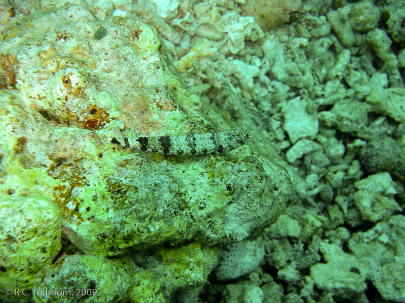 Sipadan and Mabul diving