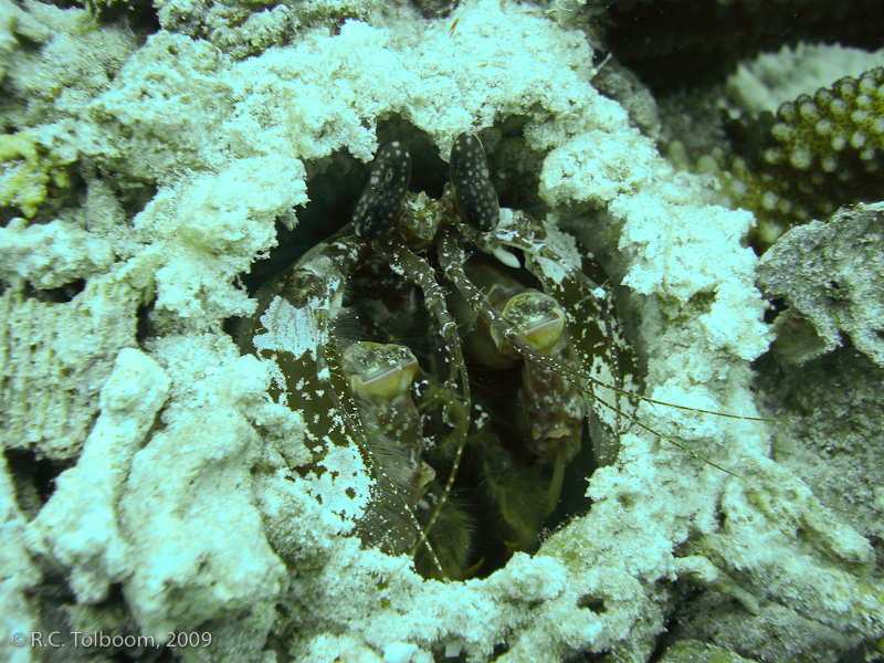 Sipadan and Mabul diving