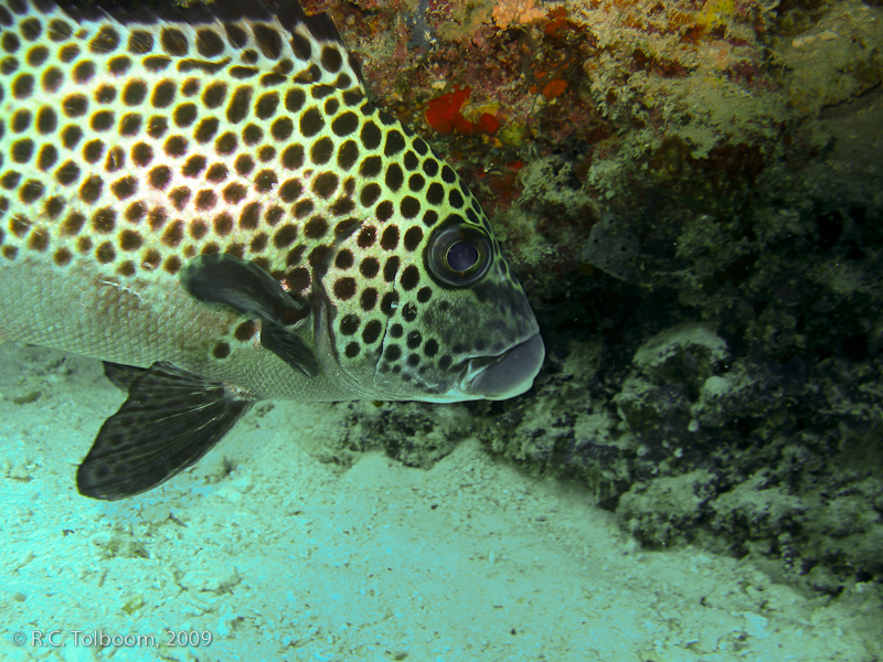 Sipadan and Mabul diving