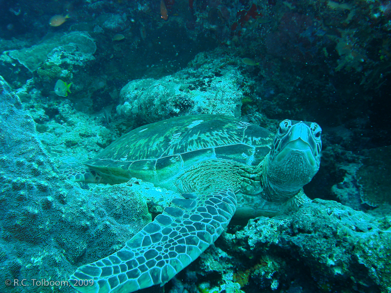 Sipadan and Mabul diving