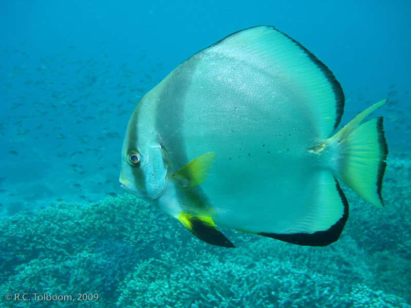 Sipadan and Mabul diving