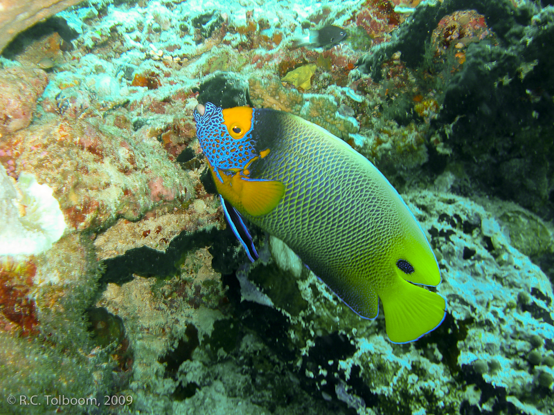 Sipadan and Mabul diving