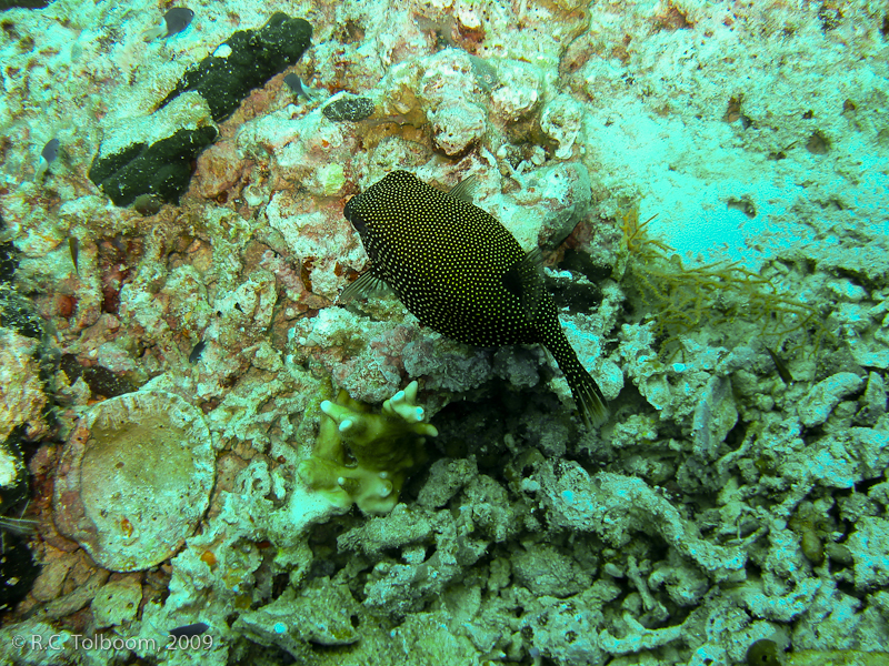 Sipadan and Mabul diving