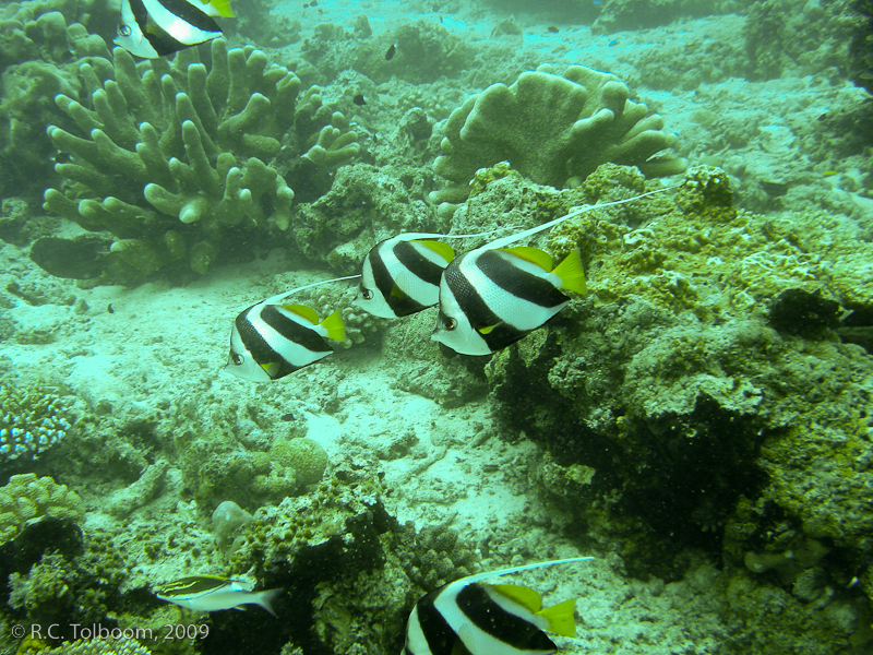 Sipadan and Mabul diving